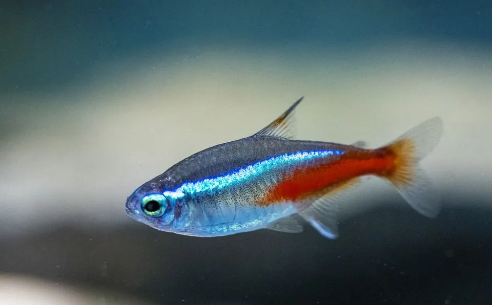 A tetra fish is mostly neon in color.