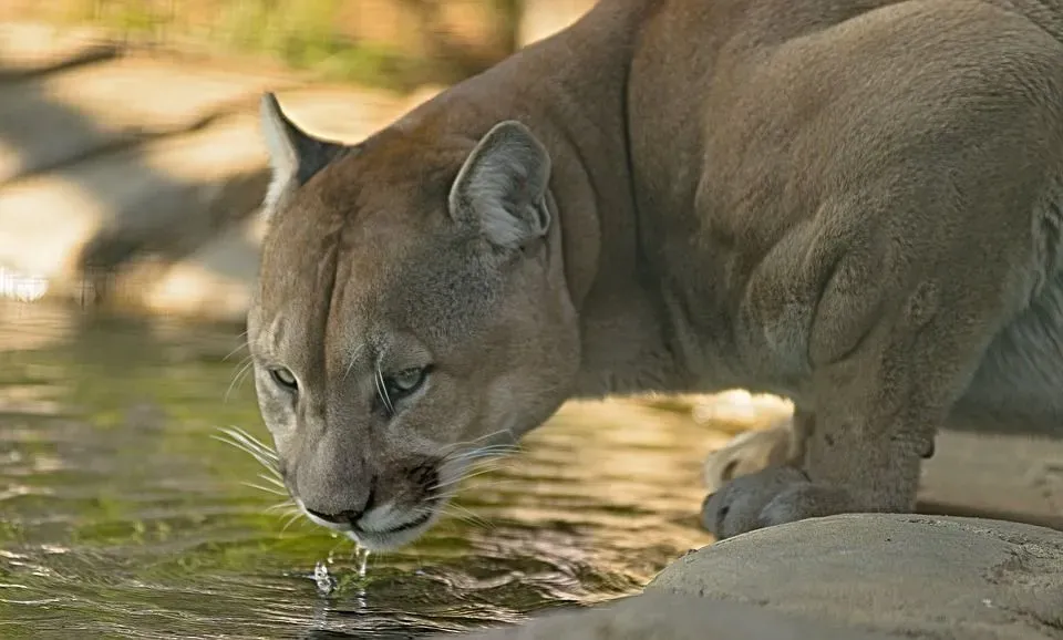 Cougars fall under the category of big cats and are solitary animals.