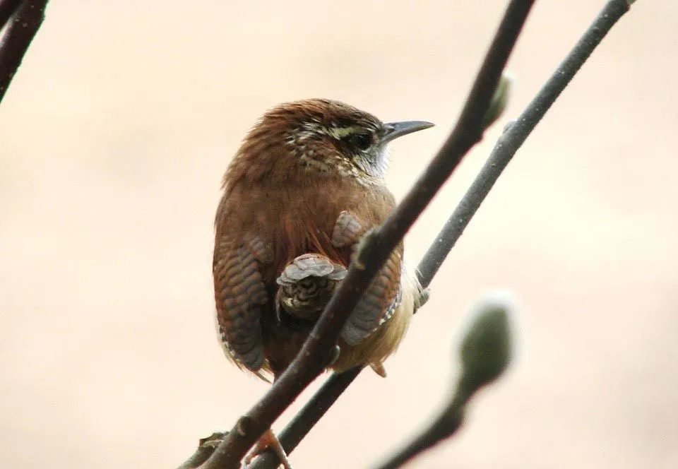 House wren facts can be informative for children.