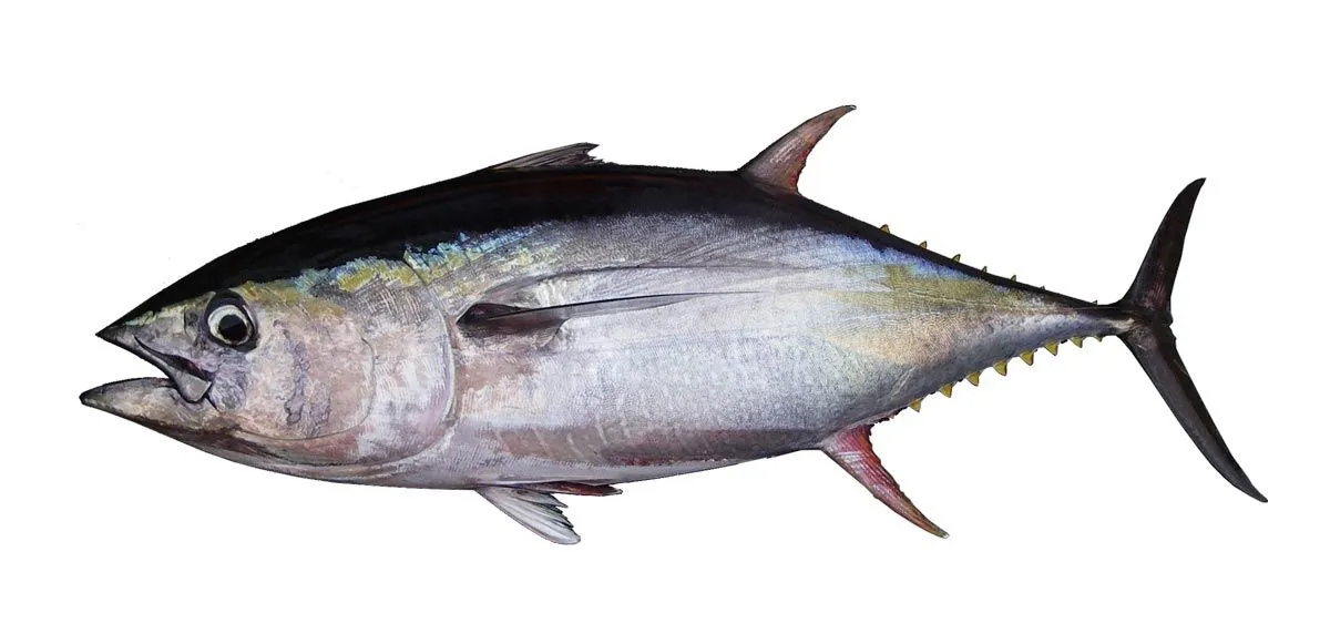 Yellowfin tuna facts are interesting