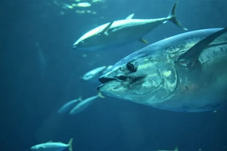 Yellowfin tuna facts are fun to read.
