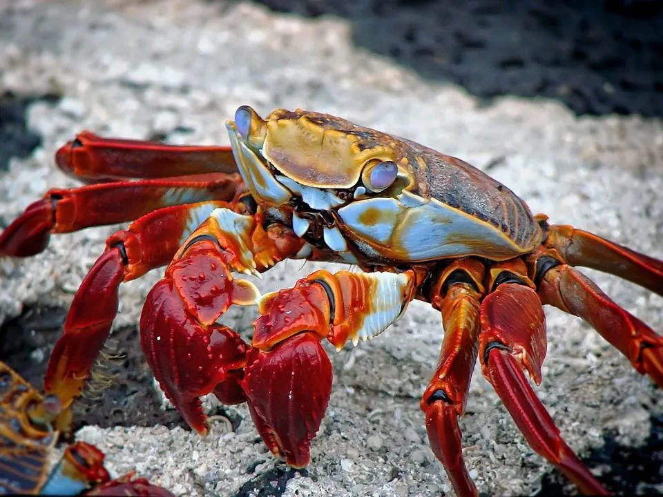 Crab Facts You Ll Never Forget