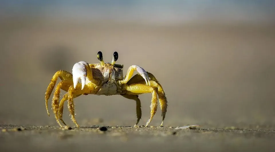 A crab has two claws.