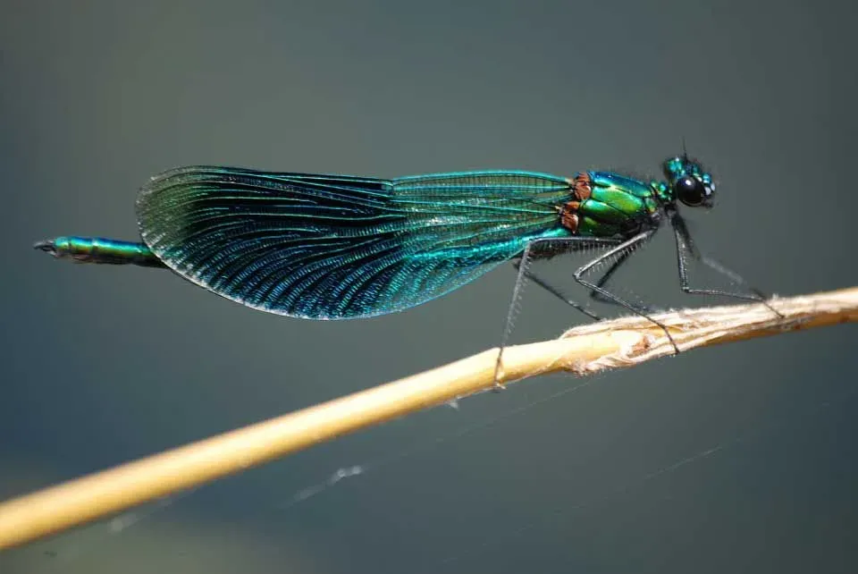 Damselflies' facts include damselfly larvae facts and damselfly nymph facts