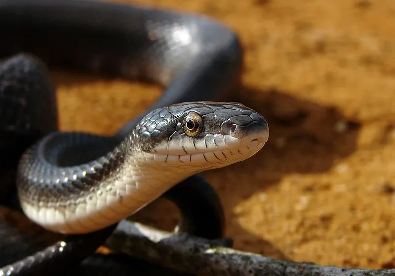 Black rat snake facts are great for snake enthusiasts.