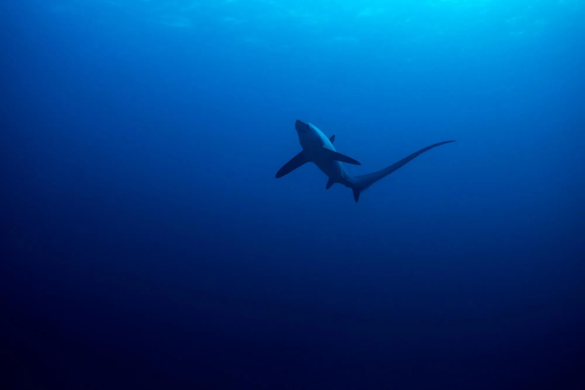 Thresher shark facts are fun to read.