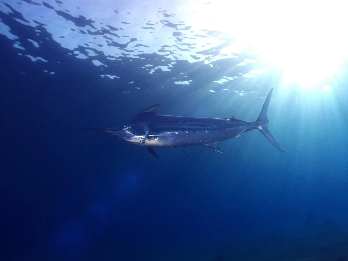 Marlin species often have their life cut short due to fishing.