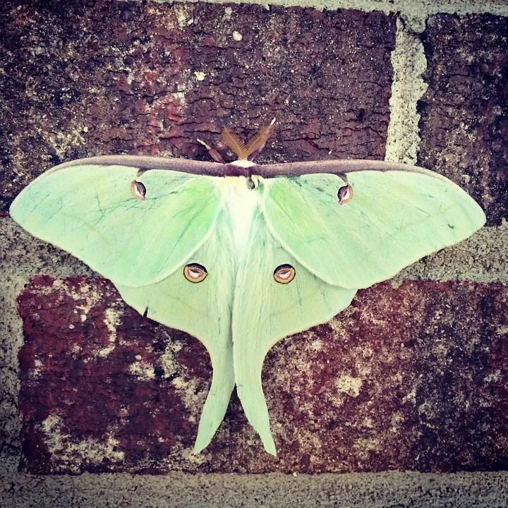 Did You Know These Illuminating Luna Moth Facts