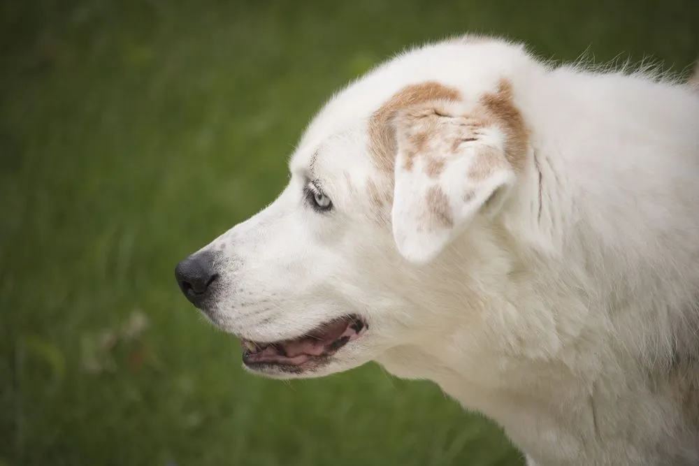 Australian Shepherd Lab mix are easy going dogs with moderate exercise requirements.