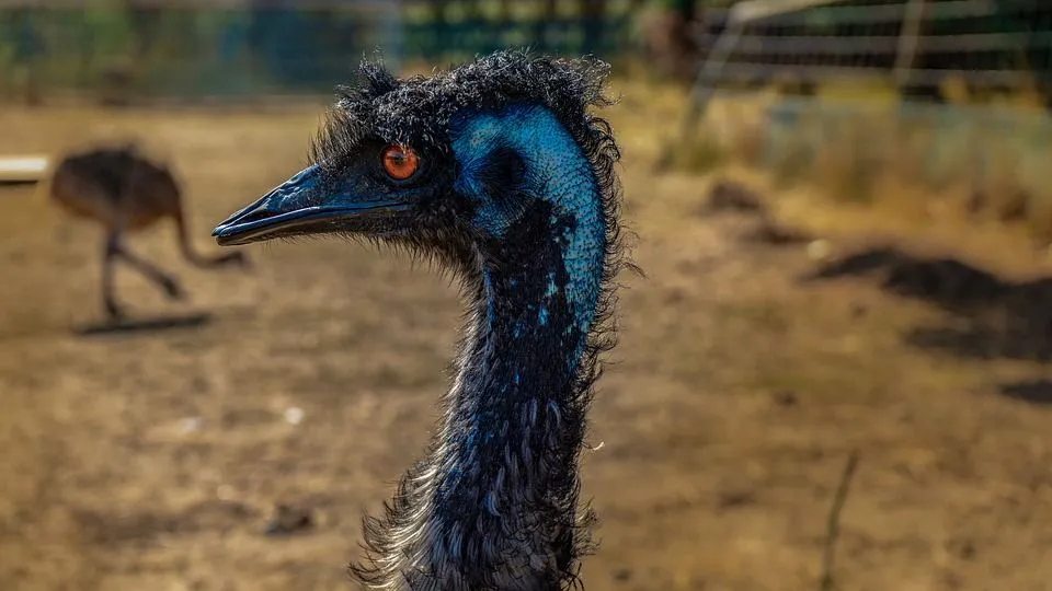 There are no hind toes on emu feet.