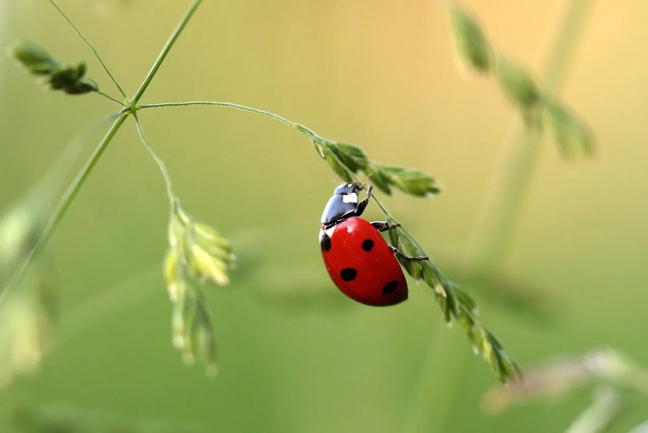 A ladybird bug has colorful wings.