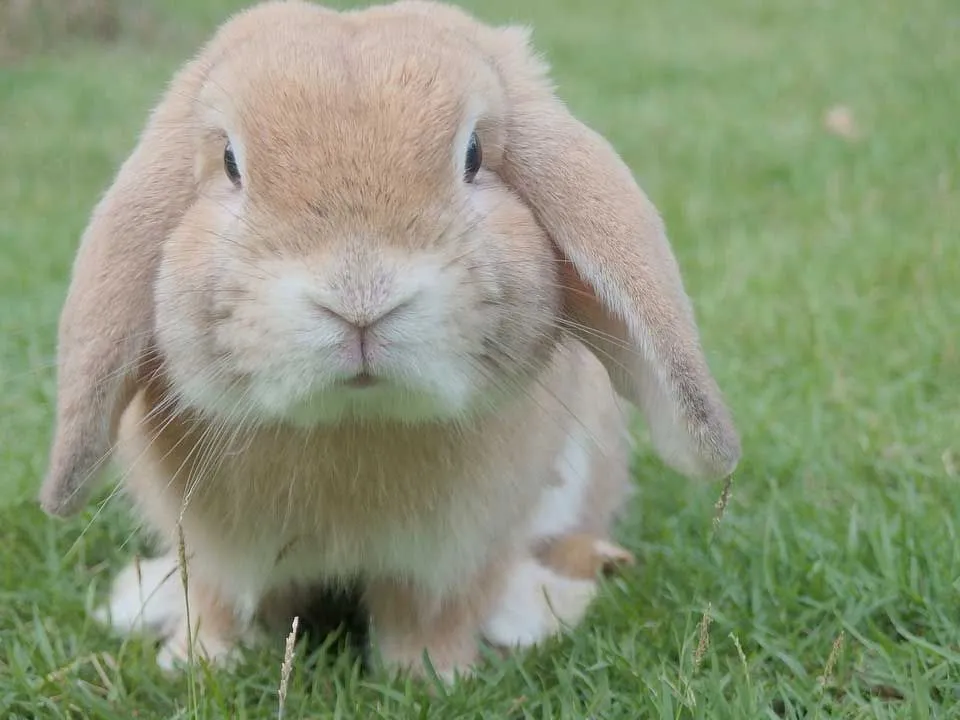 A rabbit is a herbivore.