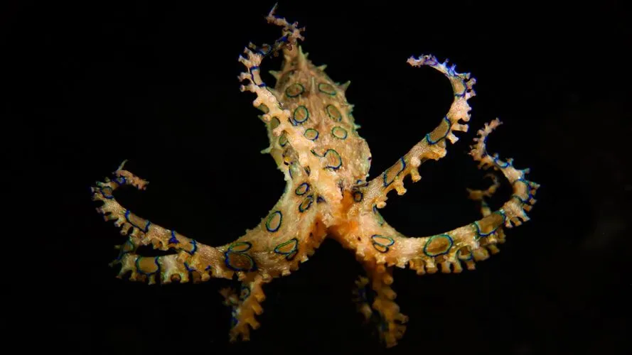 The blue-ringed octopus can shoot venom from their mantle