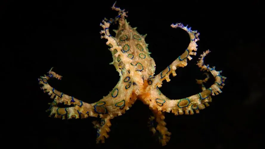 The blue-ringed octopus can shoot venom from their mantle