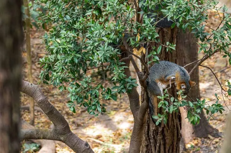 (Gray foxes can climb up trees.)