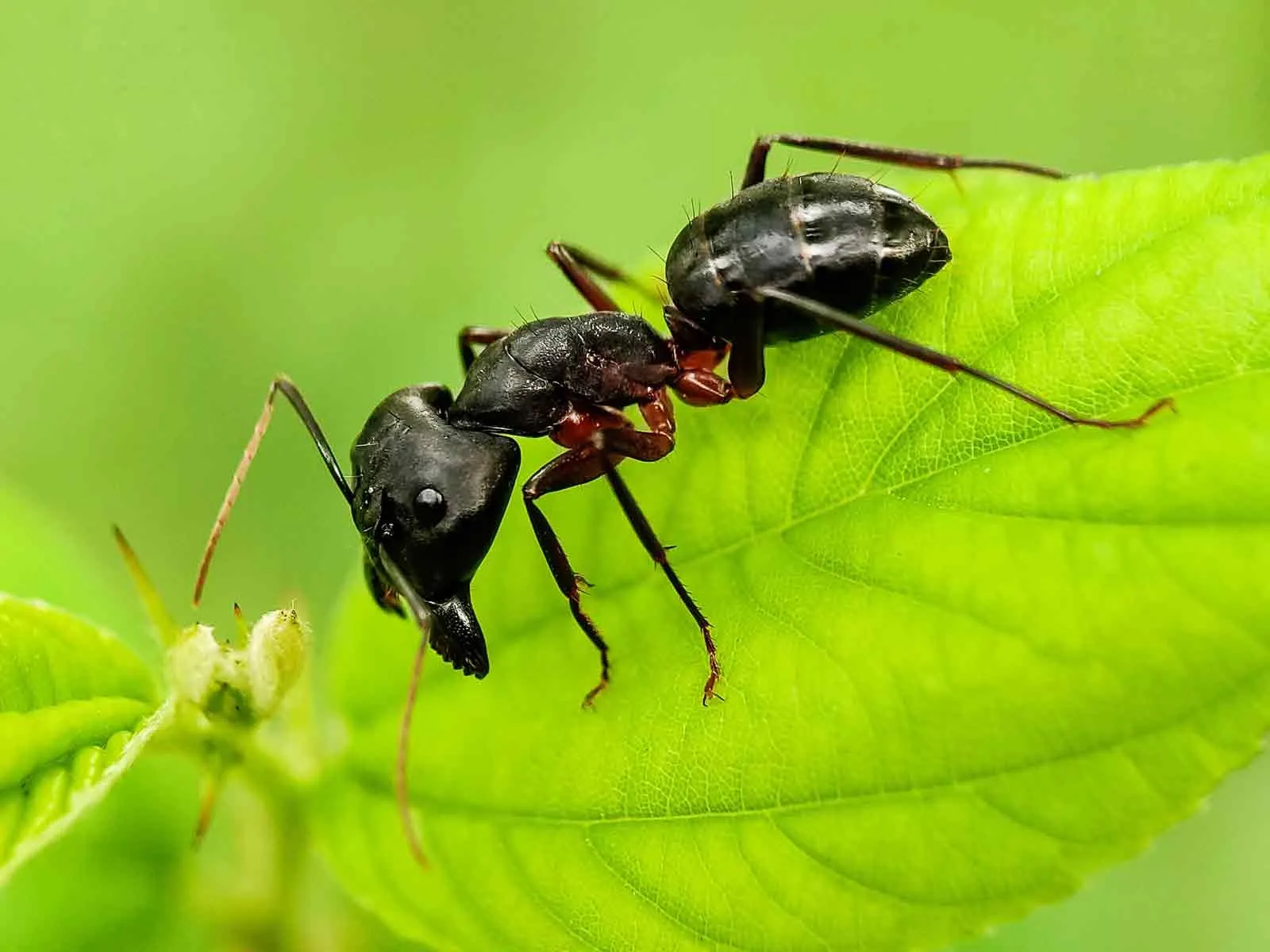 Black Carpenter Ant Facts You Won T Believe