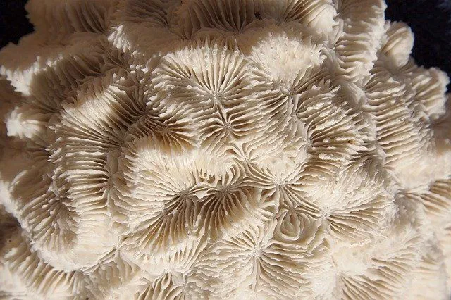 Brain Corals are fascinating to look at since they are grooved like the human brain
