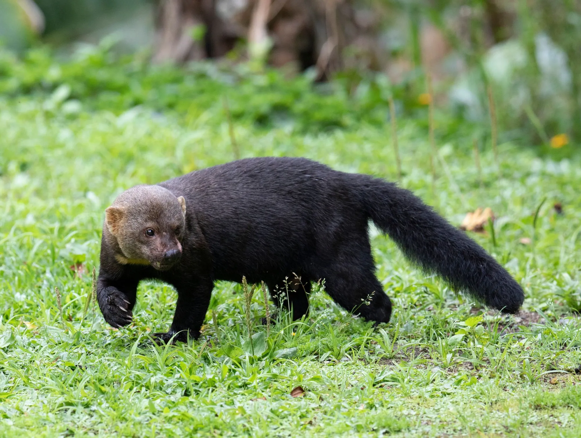 The long tail of the tayra is one of the most gripping features of this animal.