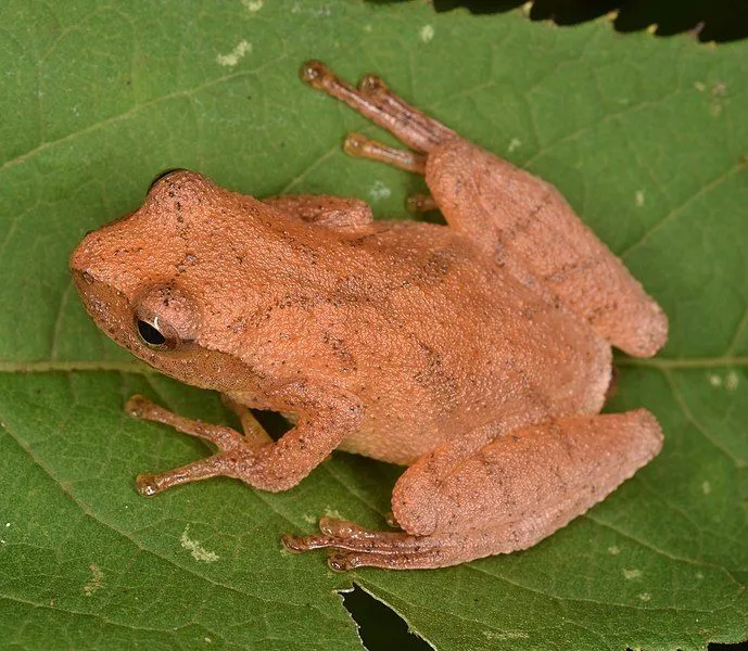 The X-shaped lines on the back are one of the most identifiable features of the spring peepers.