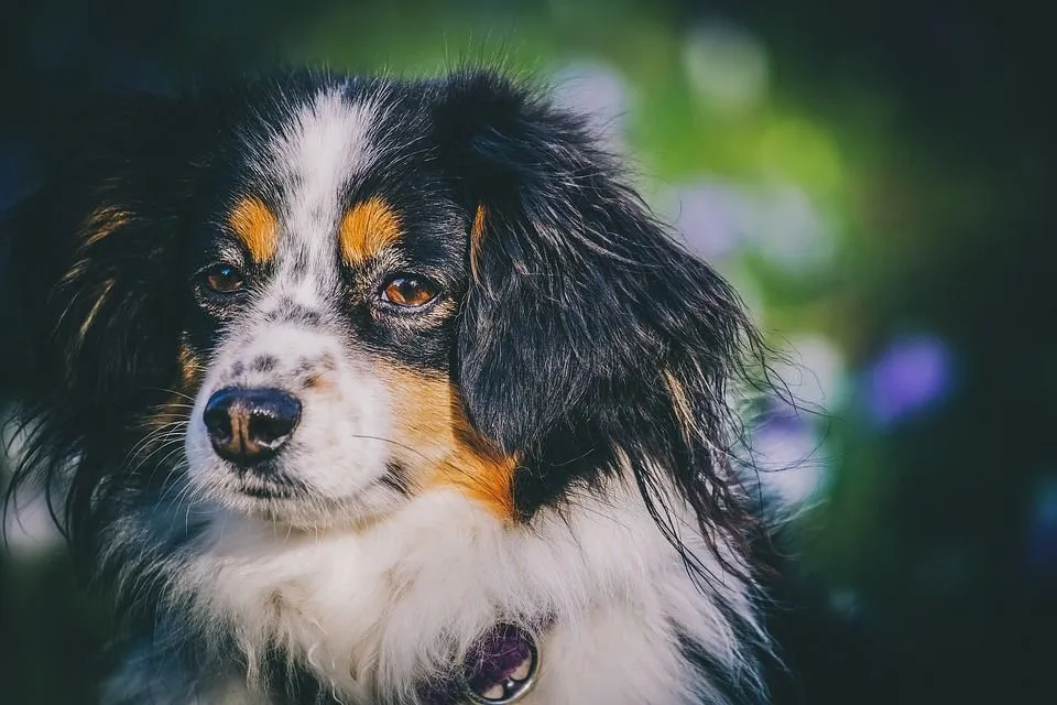 are australian shepherd puppies hyper