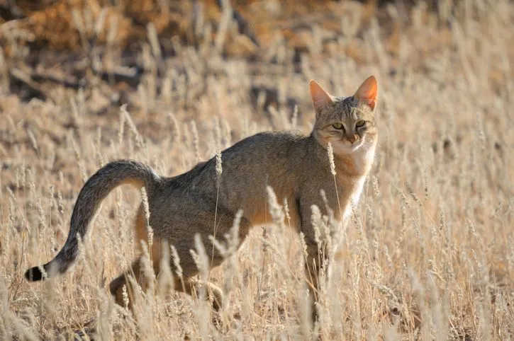 Fun African Wildcat Facts For Kids