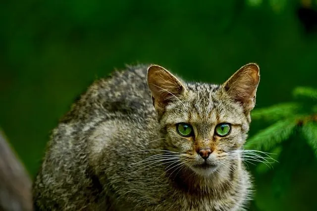 The African wildcat is also known by its scientific name Felis lybica and is widely distributed in both northern Africa and southern Africa.