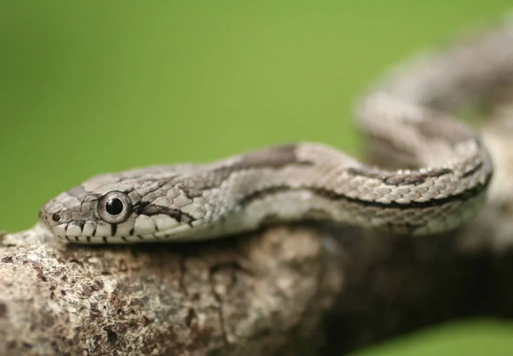 Fun Gray Rat Snake Facts For Kids