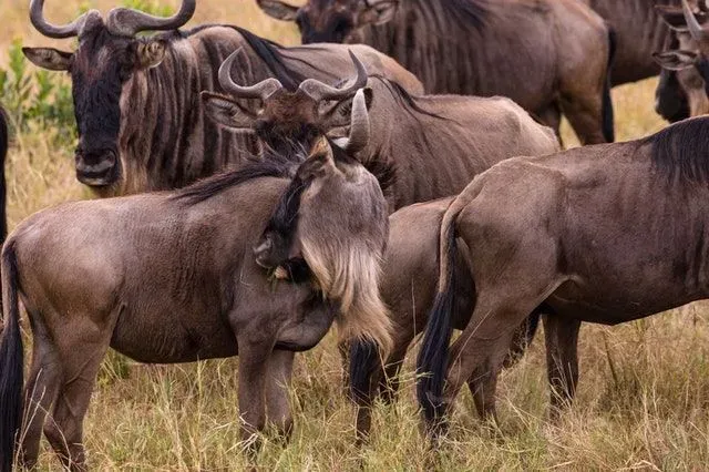 Blue wildebeest facts are fun to learn about.