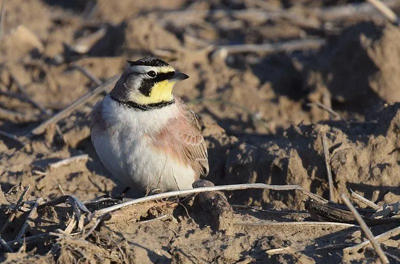 Horned larks have a wingspan of 12-13 in or 31 cm to 35 cm.