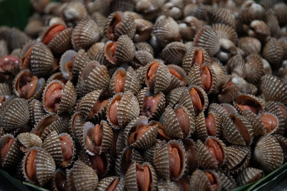 Cockles are edible; they are prepared in many styles and cuisines and eaten in many parts of the world.