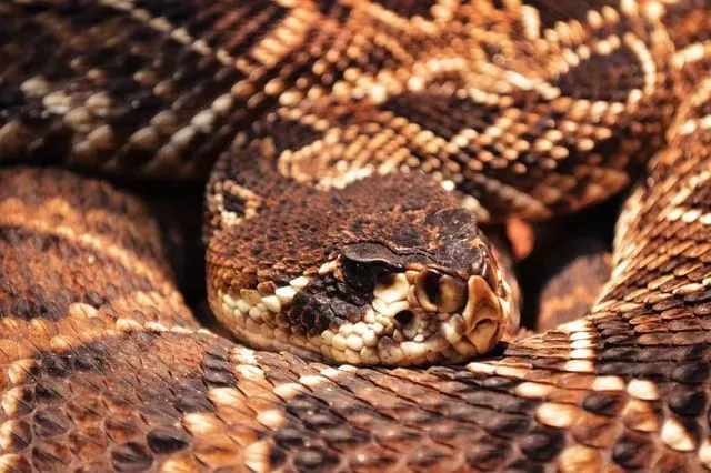 Western diamondback rattlesnakes can be found in the northern half of Mexico and Arizona.