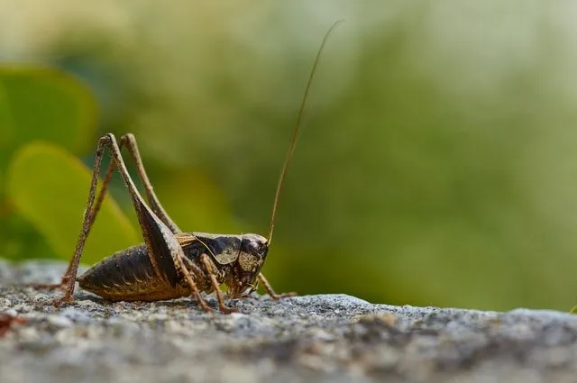The Columbia Basin in Washington State experienced high populaces of the Shield-Backed Katydid.
