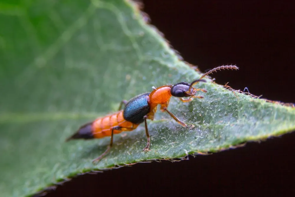 Fun Rove Beetle Facts For Kids