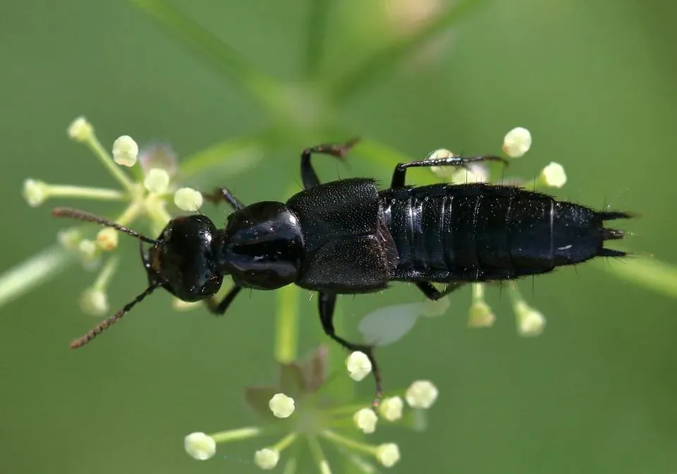 The black Rove beetle is also quite common, along with red ones.