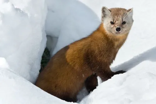 Despite being really good swimmers, the Pine Martens spend a majority of their time on land.