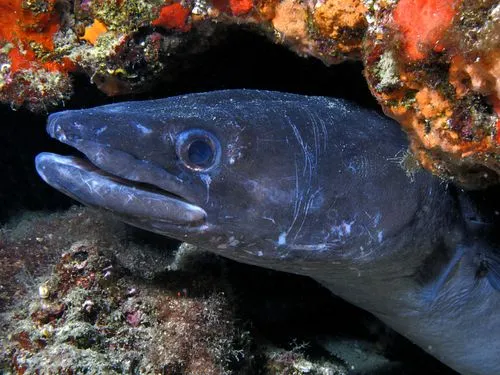 Enjoy these fun conger eel facts about this fish with large heads and strong teeth!