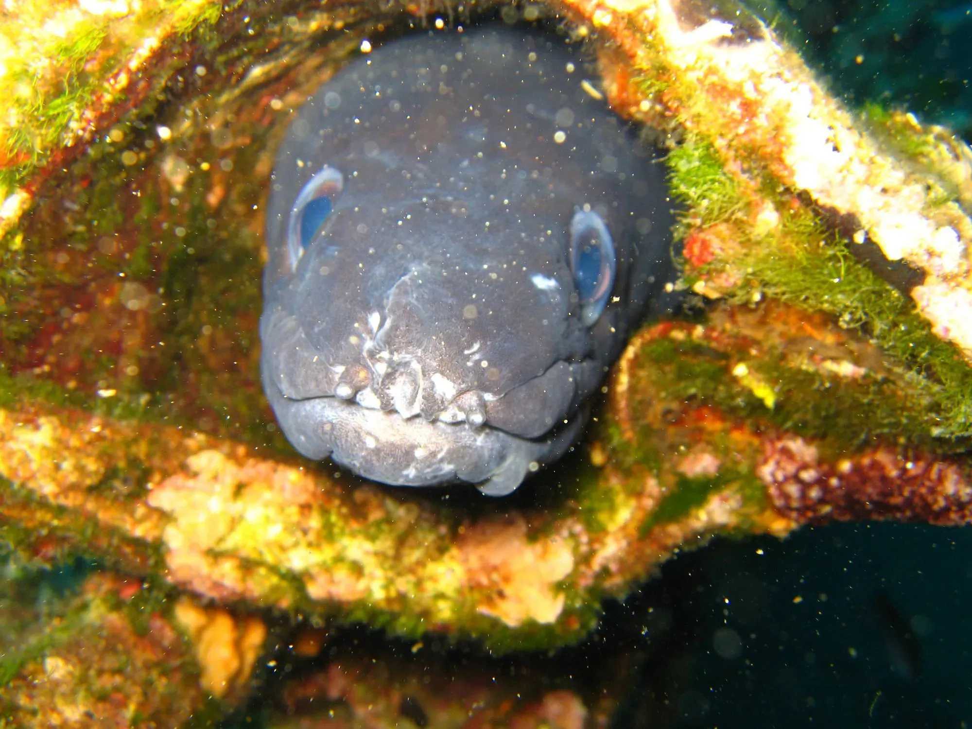 Conger eels are found in abundance in both Africa and Europe.