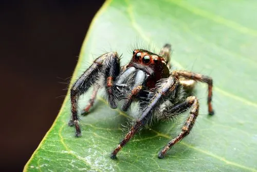 Fun Bold Jumping Spider Facts For Kids