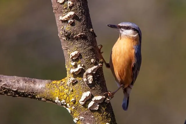 The Nuthatch bird often stores food in the tree cavities for later use in winter.
