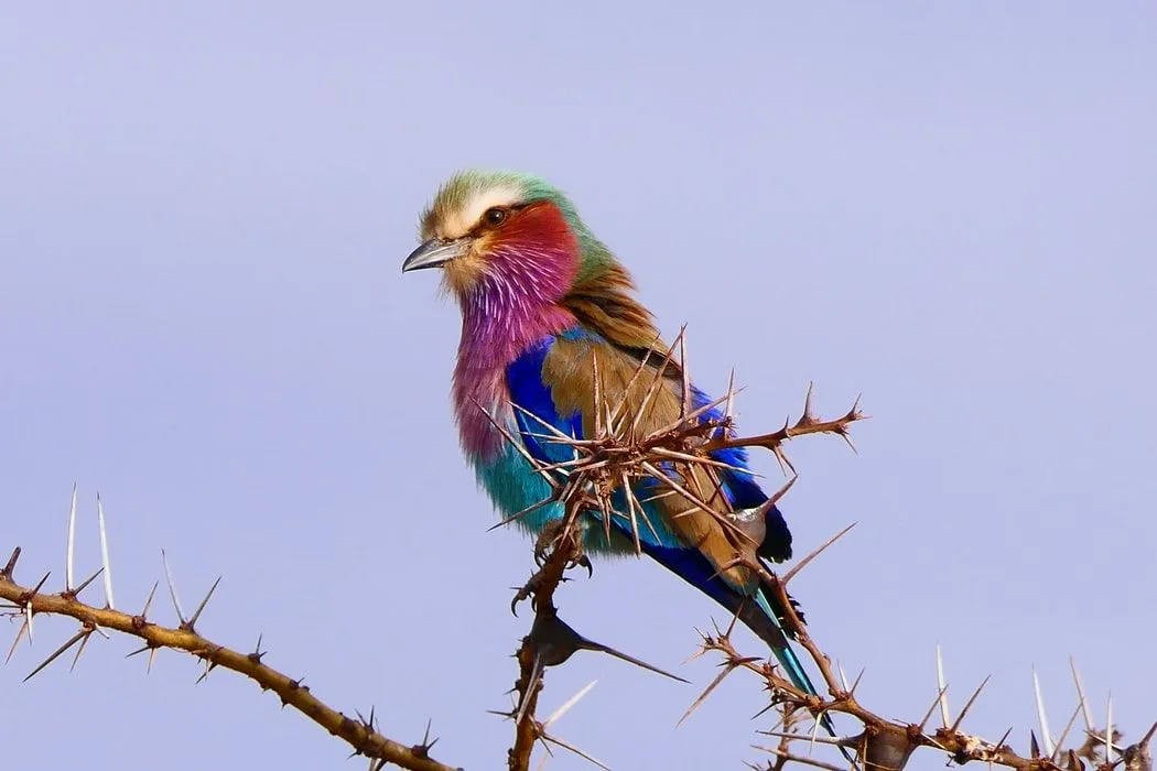 The lilac-breasted roller is truly one of the most vibrant birds ever!