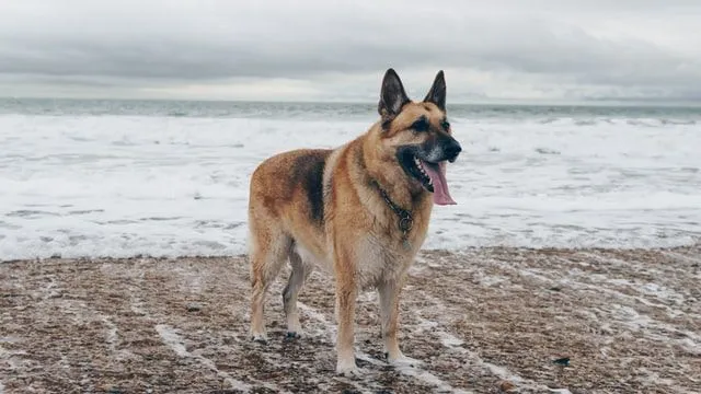 Adult German Shepherds have pointy standing ears, dense coat, and are large-sized.