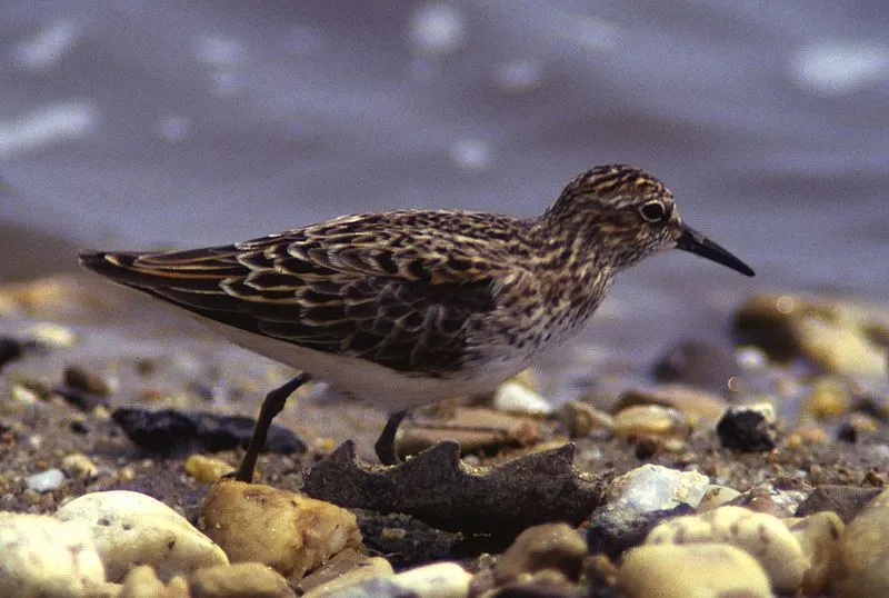 The small body and thin bill are identifiable features of this bird.