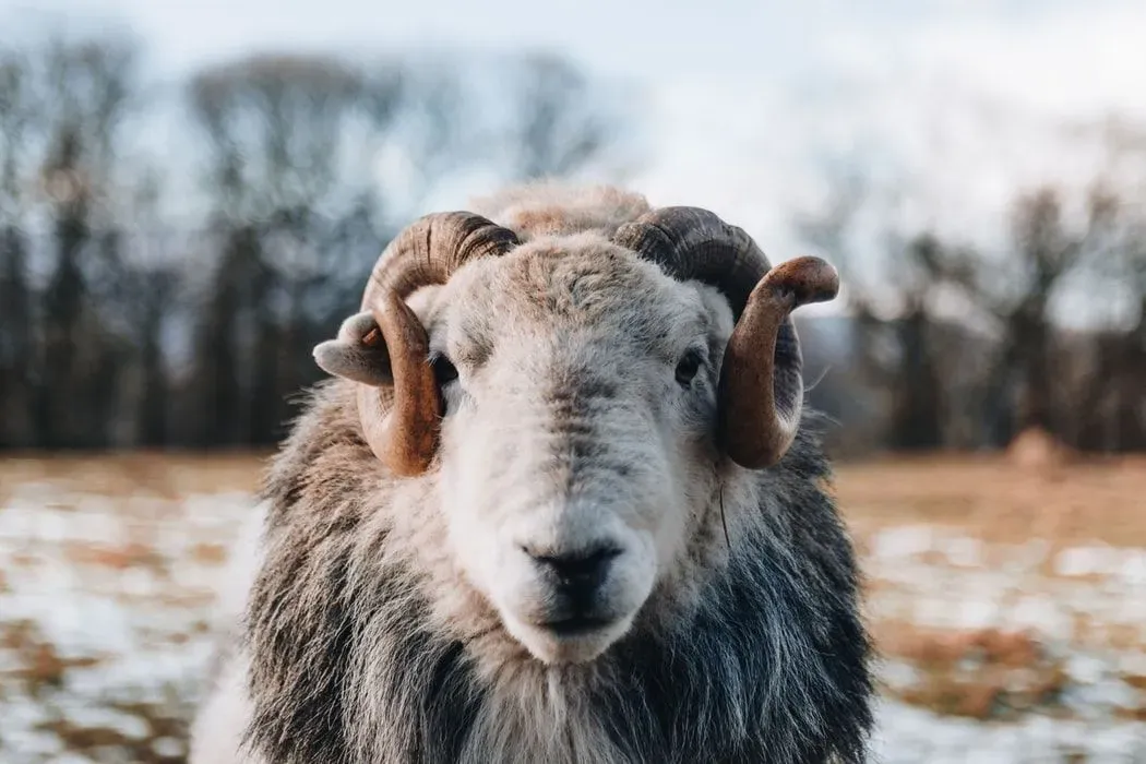 Some sheep can be spotted with unique spiral horns.