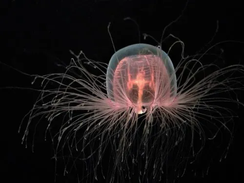 Immortal jellyfishes are prone to diseases and can be killed, so they are not really immortal.