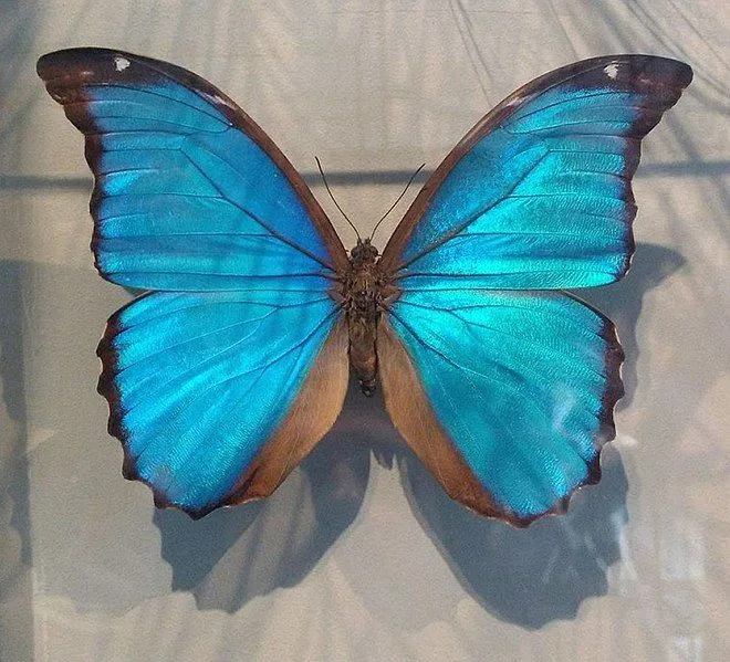 The Blue Morpho is a beautiful shade of blue.