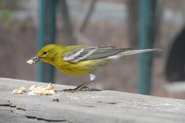 A pine warbler makes a beautiful musical trill.
