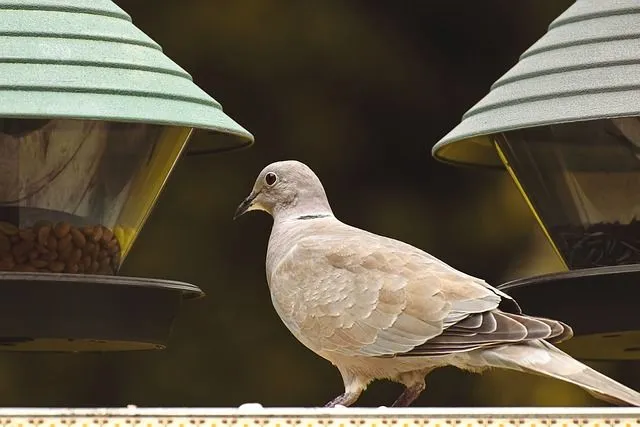 These are also known as black half collar doves as they have a black crescent on their neck.