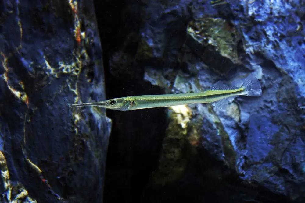 Longnose gar comes up for air so that they can take in oxygen.