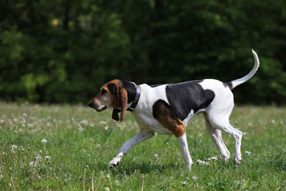 Read these English Foxhound facts and learn more about this hunting breed.