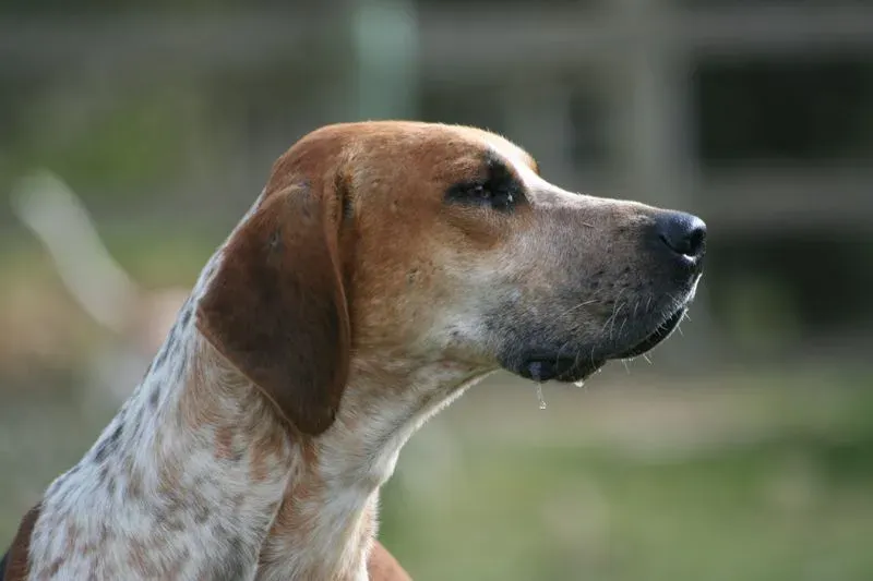 An English Foxhound has a short dense coat and their muzzle is long.